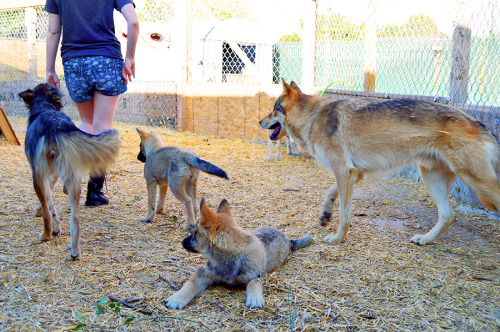 Wolfdogs! Well, mostly Wolfdogs. That pretty girl with the STRIKING blue eyes is just a husky/German