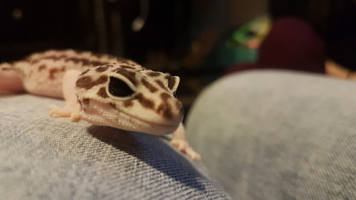 one-geck-to-rule-us-all:@kittje ’s Misty and I shared some magical moments today from snugs to holdi