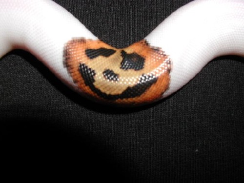 all-seeing-v: Pied Ball Pythons hatched with Jack-O-Lantern patterns. (x) (x)