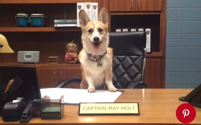 Meet the dog who plays Cheddar on 'Brooklyn Nine-Nine'