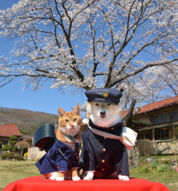 taishou-kun:  Torajiro the cat &amp; his friend Kikuchiyo the Shiba inuTorajiro is in elementary school and Chiyo is a junior high school student - April 2014 Source : shibakikuchiyo.blog32.fc2.com 