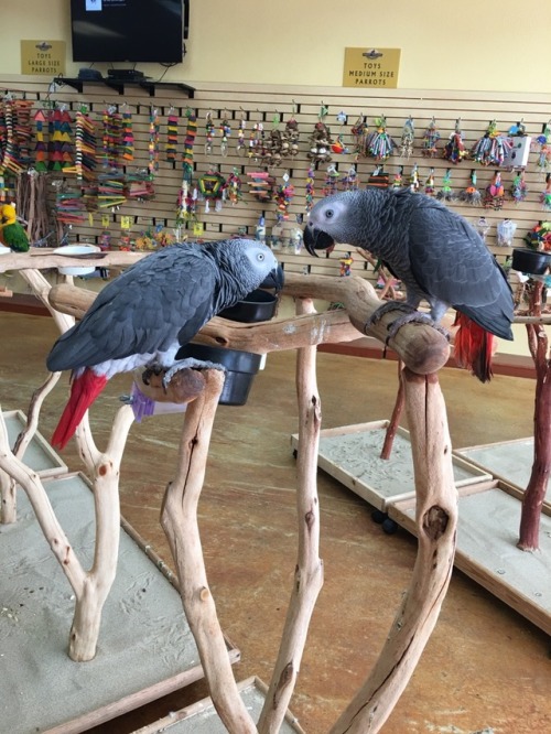 we brought misfit back into the store and he met another grey! (he’s the one on the right)