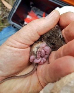 sciencealert:  The original beanie babies! 😍 This tiny mama is a little marsupial called the agile antechinus, native to south-eastern Australia. She was picked up as part of a research project in the Otway Ranges and was found to have NINE tiny