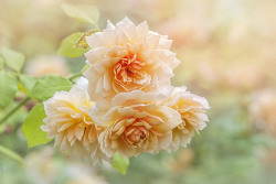 Floralls:  Rosa ‘Grace’ (By Jacky Parker Floral Art) 