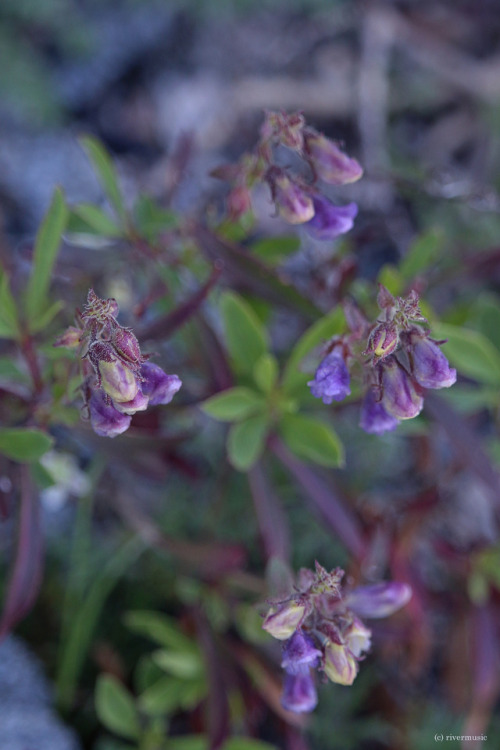 Four clusters of wild Penstemon ready to burst open, Beartooth Mountains, Wyomingby riverwindphotogr