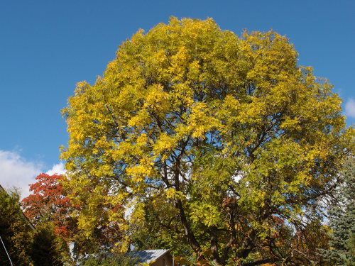 Fraxinus excelsior— European ashPicea pungens— blue spruce