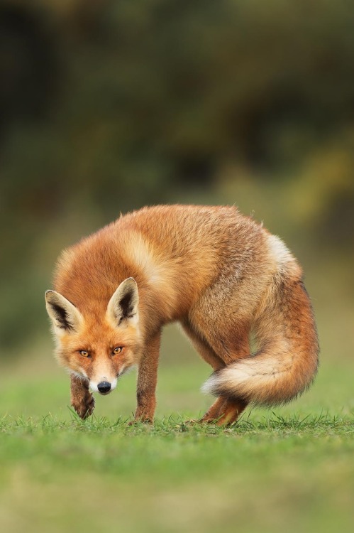 XXX heaven-ly-mind:  Sparkling eyes by Menno photo