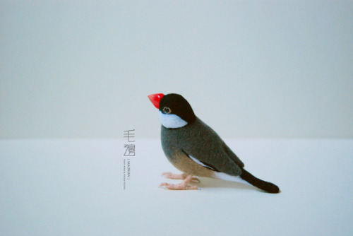 ▋Java Sparrow ( custom-made )Sculpture approximately 4.5 x 11 x 7.5 cm 