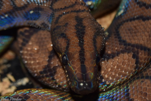lxmaier:glitternoodle:Nótt; Anery Brazilian Rainbow Boa glitter noodle is prettier than I could ever