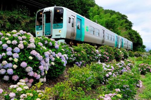 inaiinaibaa: 紫陽花の徳島線・牟岐線撮影記