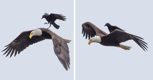 wtbw:  Crow Rides On The Back Of An Eagle In Once-In-A-Lifetime Photos(via Crow Rides On The Back Of An Eagle In Once-In-A-Lifetime Photos | Bored Panda)