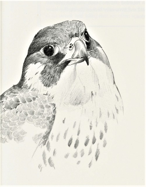 A Peregrine FeathursdayThe Peregrine Falcon (Falco peregrinus) has made a remarkable comeback h