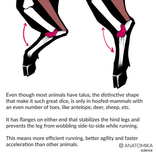 ignitethesky: arsanatomica: The Evolution of Dice !I’ve been wanting to do this one for a long