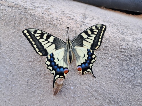 Papilio Machaon. Mayo 2024. 