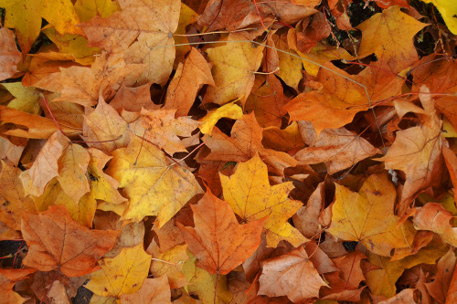 Autumn Carpet✧ Landscape photography blog ✧