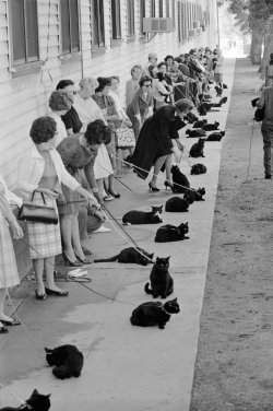 blingostarr:  thesanityclause:  felineillusion:  1961,   Hollywood, California. Following a newspaper casting call, black cats are auditioning for the feline role in Roger Corman’s Tales of Terror (1962). Photos taken by Ralph Crane for Time magazine.