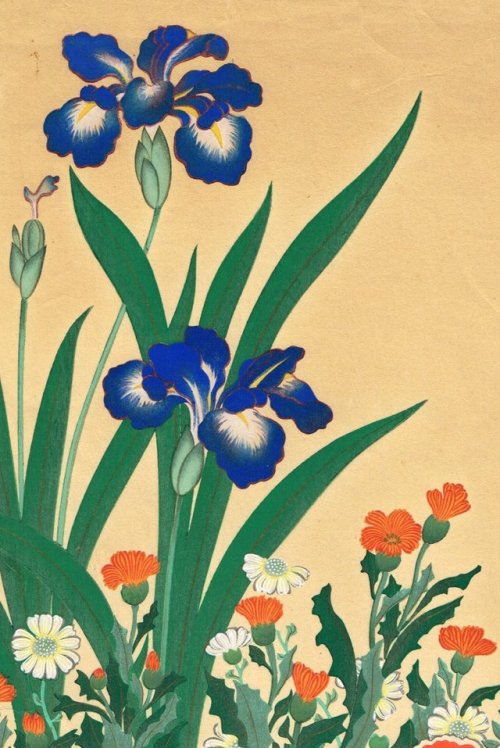 fujiwara57:“Coquelicot rouge et Iris“, deOgata Kōrin尾形光琳(1658 - 1716).Principal représentant del'éco