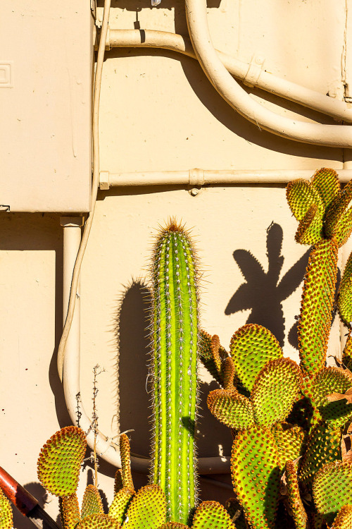 erinthepirate:  Cactus 