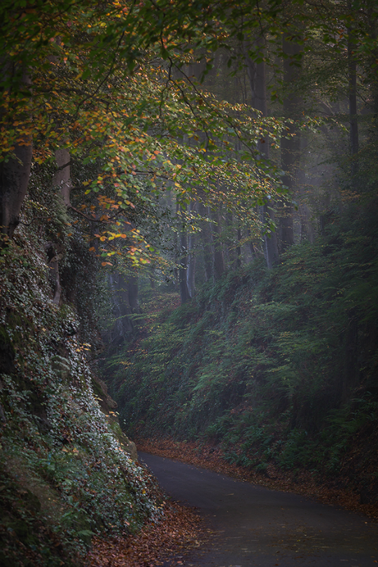 tulipnight:  Bend by Sarah Brooks 