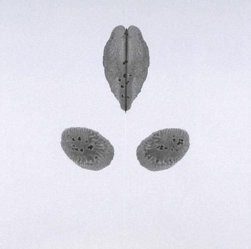 miss-catastrofes-naturales:  Cornelia Parker  Pornographic Drawing Series (1996) 