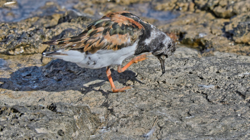 Turnstone - Rola-do-mar (Arenaria interpres)Oeiras/Portugal (8/09/2021)[Nikon D500; AF-S Nikkor 500m