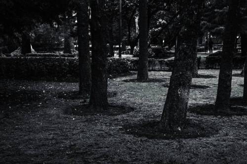 E N T E R  T O  T H E  D A R K N E S S  #forest #nature #trees #woods #outdoors #wild #park #blackandwhite #bnw #blackandwhitephotography #streetphotography #nikon #dark #stranger #things