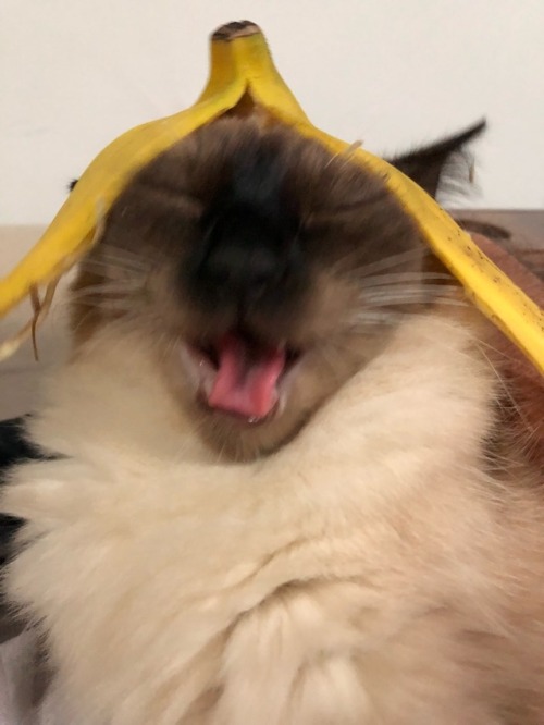 cursedcatpictures:submitted by: lauraguittiBanan hair @matissethecatto