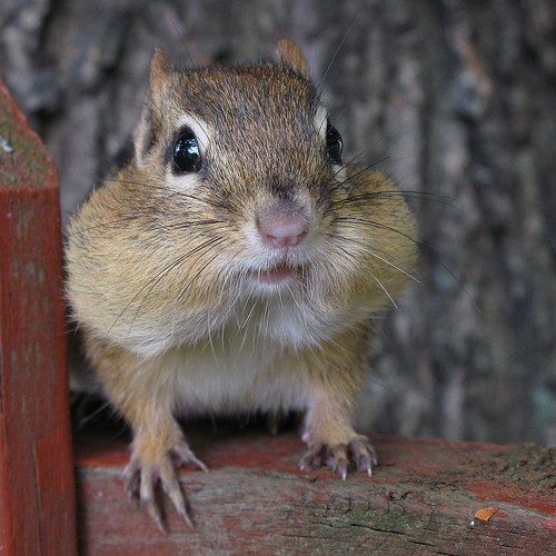 catsbeaversandducks:10 Chipmunks Who Are Proud Of Their CheeksIf you can’t appreciate chubby c