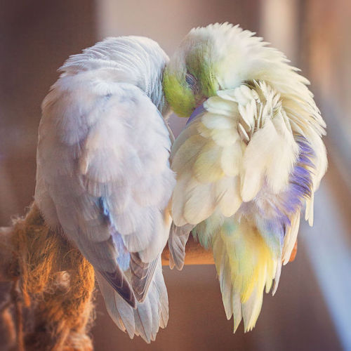 boredpanda:‘‘I Document A Storybook Love Between My Pastel Parrotlets, And The Result Will Melt Your