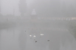 foggies:  -