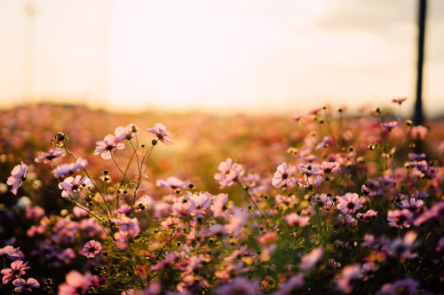 drxgonfly: Cosmos 1 &amp; 2 (by yako ma)