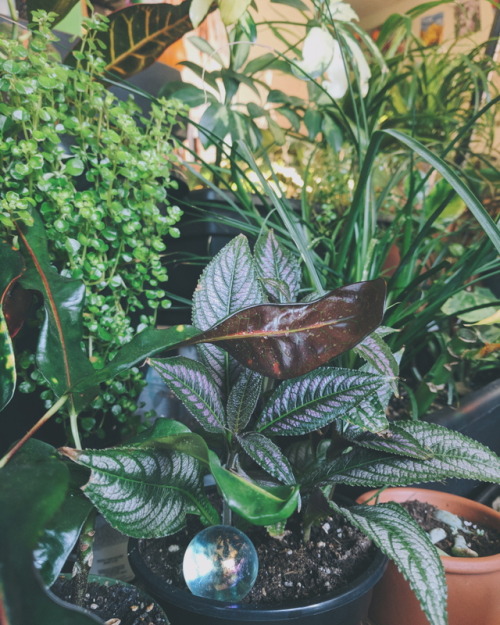 I was growing a bunch of little plants under a grow-light display at work, but we had to move the di