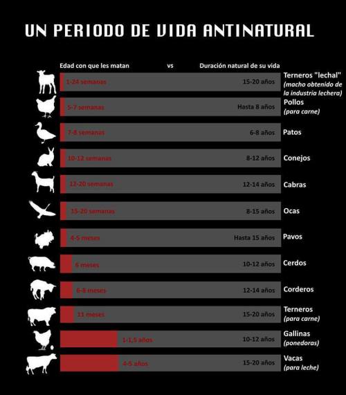 derechos animales