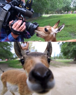 awwww-cute:  A baby pronghorn antelope booping