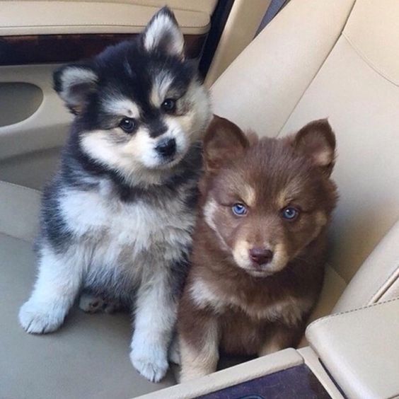 Puppies Make Me Happy