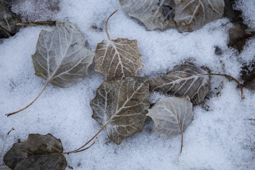 riverwindphotography:Earth-tone leaves of Poplar and Oak along a river trail: © riverwindphotog