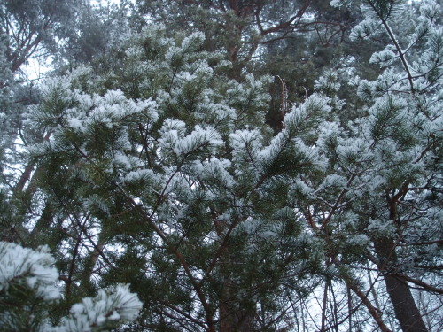 Pinus sylvestris — Scots pine