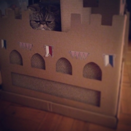 pantsandboots:Pants in his cat castle&ldquo;Your mother was a hamster and your father smelt of e