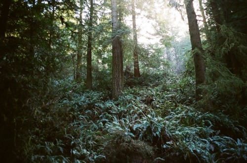 90377: Redwood forest by Lauren  