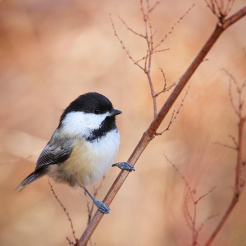 Black-capped Chickadee #blackcappedchickadee #chickadee #birds #birding #birdsofinstagram #birds_cap