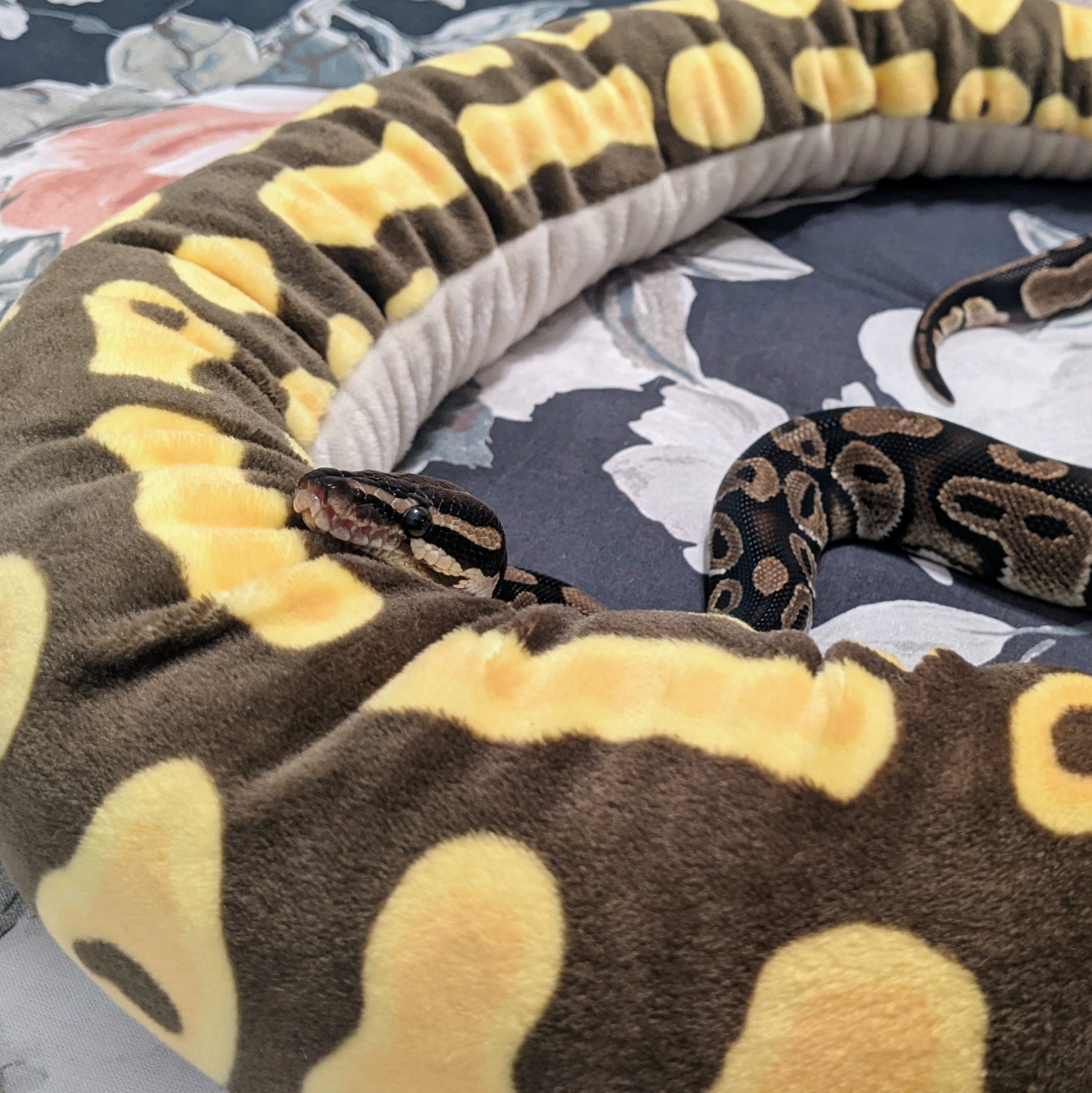 snake-named-silas:He decided this is his now. I couldn’t say no 🖤