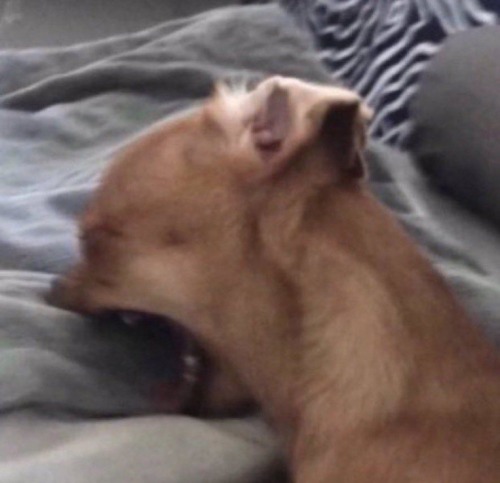 Me Getting The Urge To Kill Pmreader Brutally Just So I Can Write Dazai’s Reaction But I Promised U