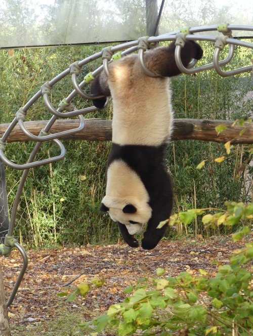 1dietcokeinacan: giantpandaphotos: Tian Bao at Pairi Daiza in Brugelette, Belgium. © Janneke de