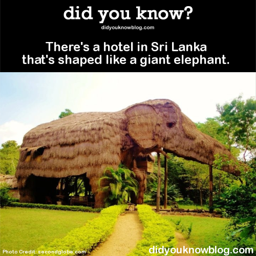 did-you-kno:  There’s a hotel in Sri Lanka that’s shaped like a giant elephant. Source