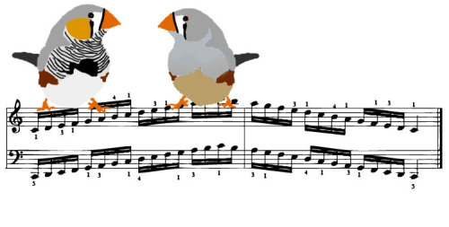 Gli Uccelli Canori Fanno il Riscaldamento Prima di Cantare