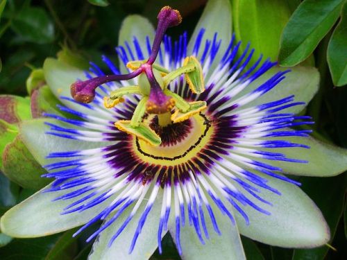 passion flower