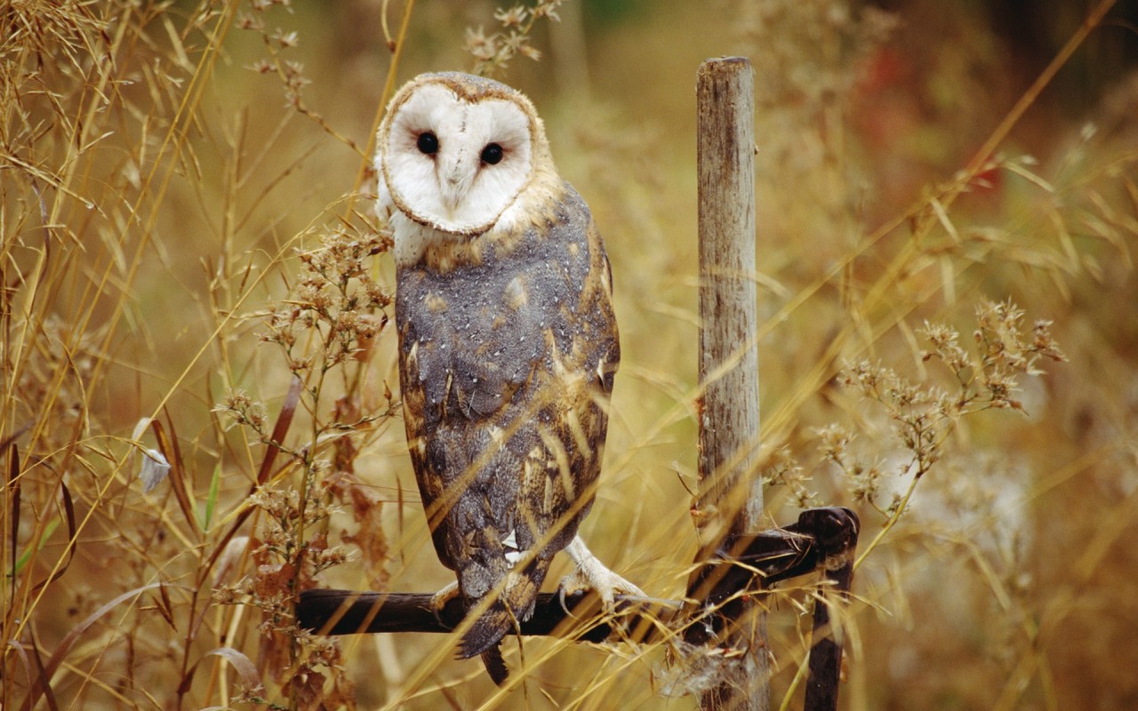 daily owls