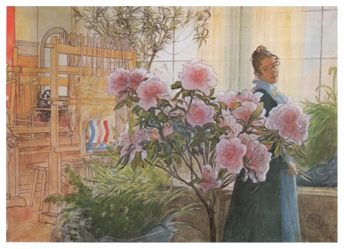 Azalea, 1906, Carl LarssonMedium: watercolor,paper