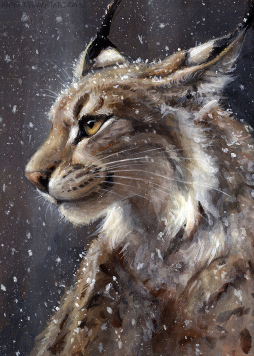 lynx snow