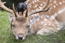 wulf-birding:  It’s the stag rutting season